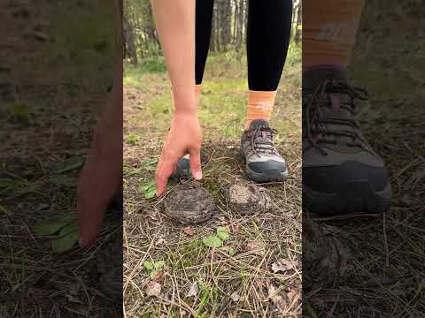Shock!😱! GIRL uses cow POOP!🐄💩#camping #survival #bushcraft #outdoors #lifehack