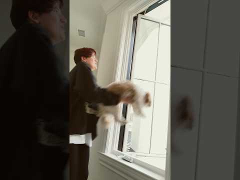 ❗️NO BABIES WERE HARMED IN THE MAKING OF THIS VIDEO❗️😭❤️ #bored #window #puppy #nonono