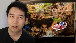 DIY Betta Cave Fish Tank | Fish Tank Review 314