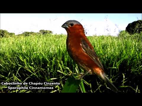 CABOCLINHO DE CHAPÉU CINZENTO