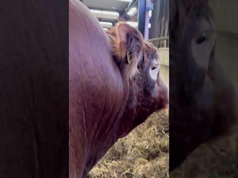 That went better than expected #limousincattle #farming #farmlove #farmlife #farm