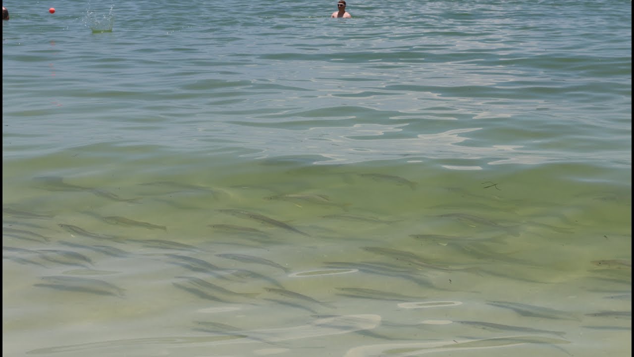 Hundreds of PRIZED Game Fish in INCHES of Water! (Marco Island Beach Snook Fishing)
