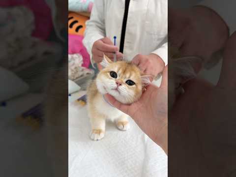 REAKSI KUCING KECIL KETIKA PERTAMA KALI DISUNTIK