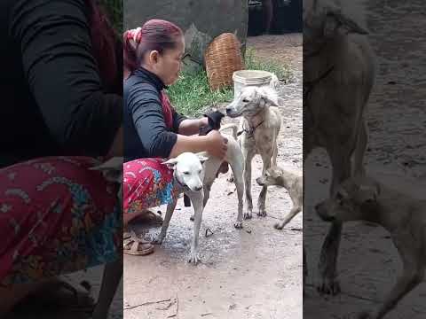 Breeding ferocious dogs