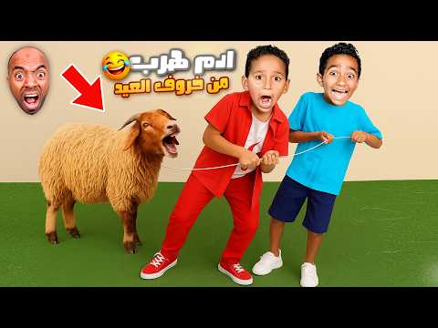 خروف العيد طلع مجنون وكسر البيت 😱 ادم واياد هربووا منه 💔 كينج مصر راح فيها 😭 انهيار وبكاء