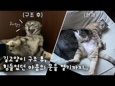길고양이 구조 후, 힘들었던 마음의 문을 열기까지..