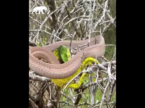 Camaleón ataca a una serpiente venenosa y es atacado