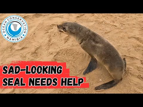 Sad-looking Seal Needs Help