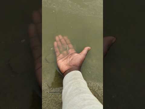 The journey of a small fish begins! From small fish to big fish #shorts #fish #animals