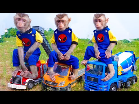 Monkey Oxy playing with car |Monkey Oxy