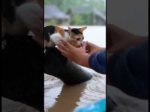 Kucing itu terbawa banjir 😭😭 #kucing #kucinglucu #cat #sedih