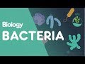 Bacteria: The Ancient and Essential Organisms