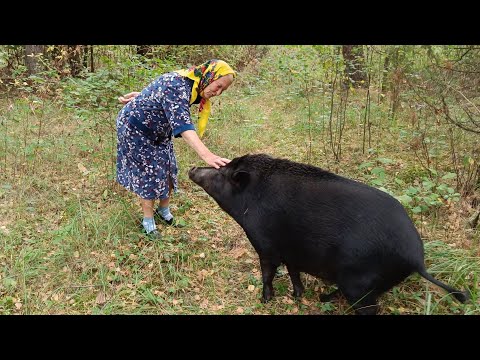Девяностолетняя бабуля смогла усмирить дикого кабана.