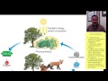 Photosynthesis and Cellular Respiration Concepts
