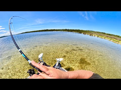 GIANT FISH THAT HIDE UNDER THE SAND!