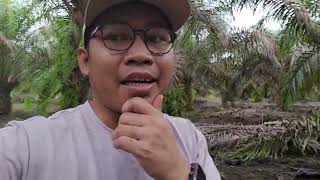 Survei Orang Panen Kelapa Sawit... Bagaimana Hasilnya???