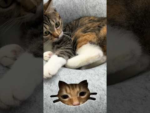 My Cat LOVES This New Bed! #foryou #pet #shorts #catvideos #catshorts #animal #cat #cutecat #kitten