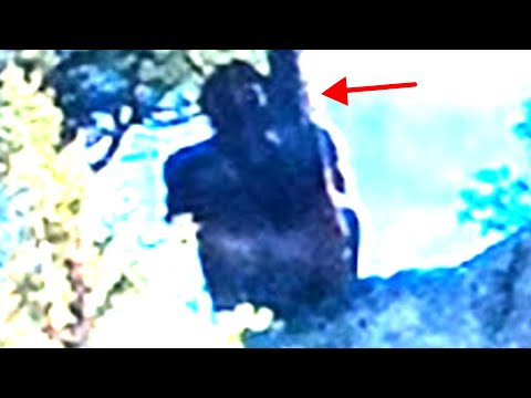 Three Super Creepy Bigfoot Faces Caught on Camera