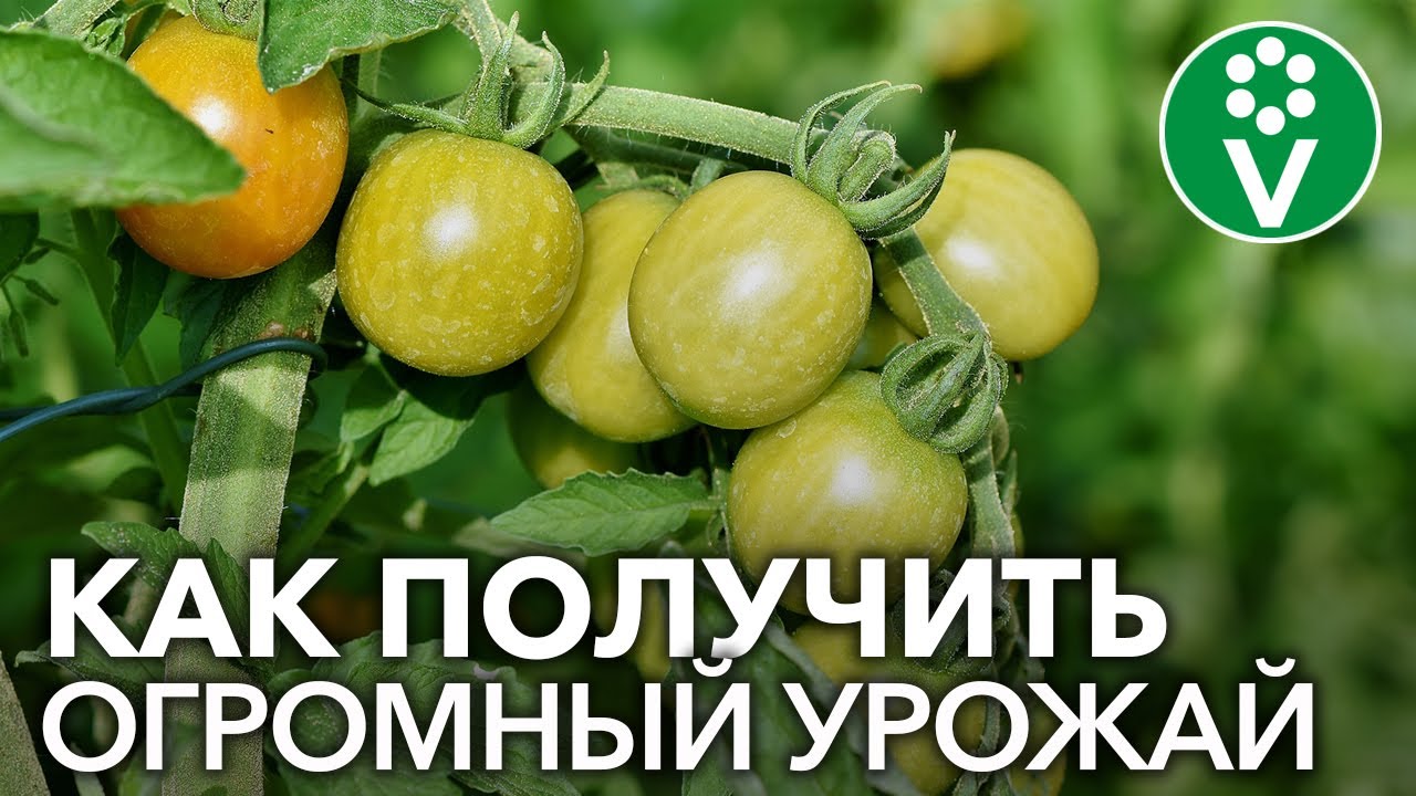 Секреты выращивания томатов в открытом грунте