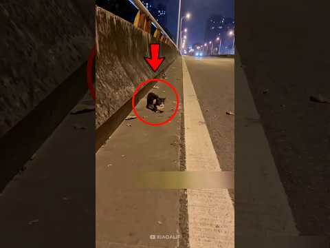 When this man tried to approach the little cat