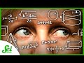 Understanding Eye Movements and Thinking