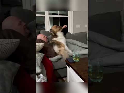 Can Your Dog Get Any Cuddlier Than This?