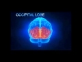 Understanding Concussions