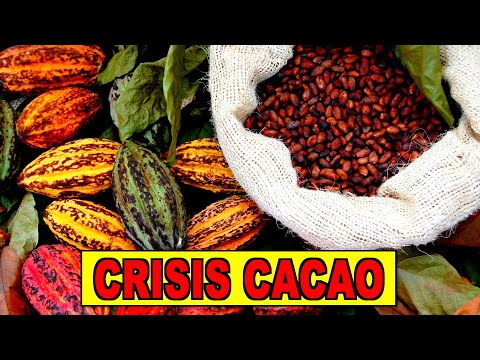 ⚠️ La CRISIS del CACAO ACTUAL EXPLICADA + MEJORES OPORTUNIDADES INVERSIÓN