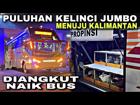 Puluhan Kelinci Jumbo Menuju Kalimantan ❗️ Bisa Diangkut Naik Bus 😱| Pintu Timur Terminal Tirtonadi