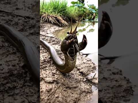 Con vật kì lạ nhất không có thật ở Việt Nam : Con rắn mà đầu tôm