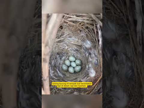 sarang burung ini tapak luar jelek tapi di dalam rapi dan bagus#fakta unik#shorts