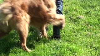 Aigle Parcours 2 Bottillon Kurzschaftstiefel