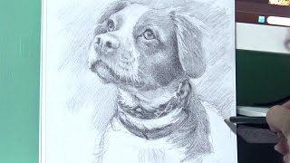 Cómo dibujar un perro con lápiz, a mano alzada. Proceso completo.