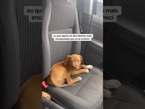 Vendo esse mini doguinho eu só penso “ainda bem que a fase de filhote passa” 😂 #pets #cachorro