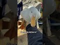 How to Pick Up a Duck Quiz