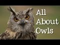 Owls: Facts and Features