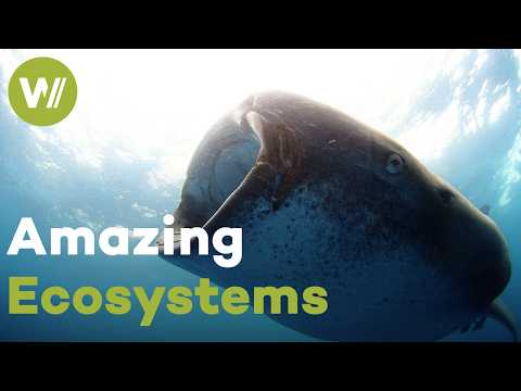 YouTube video thumbnail: The Mesmerizing Creatures of Baja California, Mexico