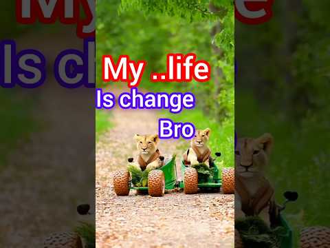 the sound of silence.short video short video on youtube ?food time .#lion#tiger#zoo#animals#short#vi