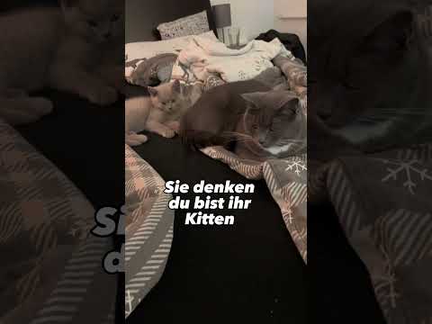 Katzen sehen dich nicht als ihre Eltern oder Besitzer an! CatInfo