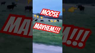 IT’S A MOOSE PARTY!? #viral #wildlife #shorts #fyp #outdoors