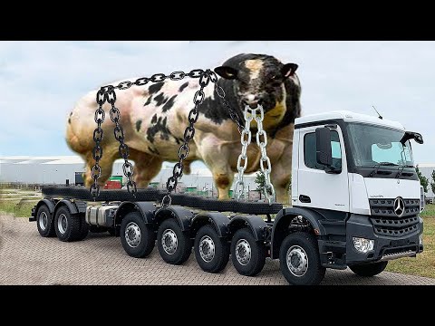Daily Life with Dairy Queens – Beautiful Cows and Farm Work You’ll Love Watching