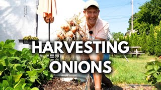 Harvesting Our MASSIVE Onions! Plus Tips and Tricks for Bigger Onions 