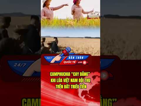 CAMPHUCHIA “CAY ĐẮNG” KHI LÚA VIỆT NAM BỘI THU TRÊN ĐẤT TRIỀU TIÊN #tintuc   #chinhtri #trieutien