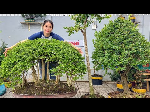 Thúy An 14/12 chào bán Lô Bonsai Đa Dạng đủ kích cỡ và dáng thế  #0939700449