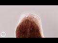 Planarian Regeneration and Biology