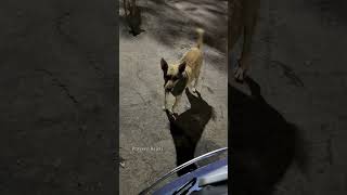 Stray Dogs కి మనం feed చేస్తే ఏమవుతుందో తెలుసా ?