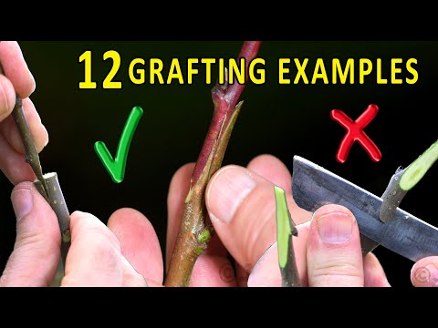 Choosing the RIGHT grafting technique | FRUIT TREE SPRING GRAFTING