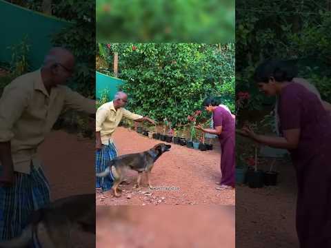 അല്ല പിന്നെ അത്രക്ക് ആയോ അമ്മ😠ലെ ലെയ്ക 😏 #chottu #dog #doglover #germanshepherd
