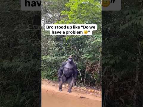 WHAT THE ACTUAL F…… 😭😭😭 #real #gorilla #100 #funny #debate #animals #viral #shorts #2025 #trend