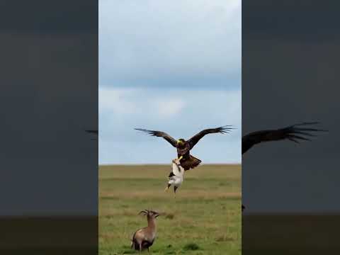 The mother sheep is so pitiful, the lamb was caught by an eagle right in front of her eyes #shorts
